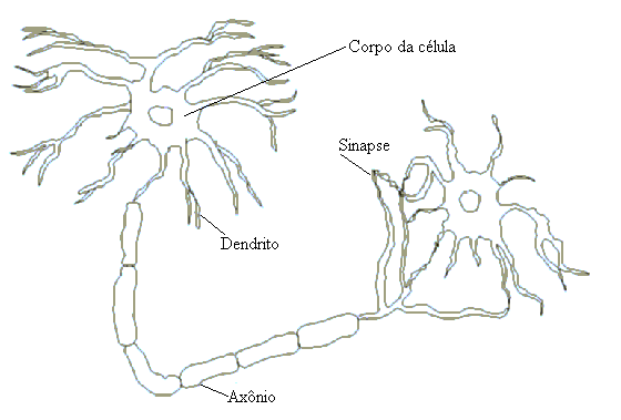 Estrutura de um neurnio biolgico